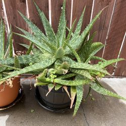 Variety Live Plants For Sale.  Price $15 - $20 - $25.