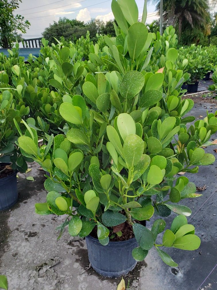Clusias Plants For Inmediate Privacy! 3 Feet Tall