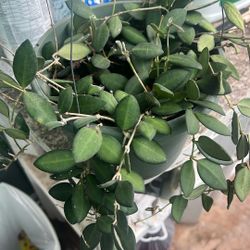 Hoya
