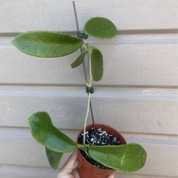 hoya meliflua 4” pot second pic for reference