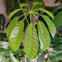 Umbrella Tree - 8 Ft Tall
