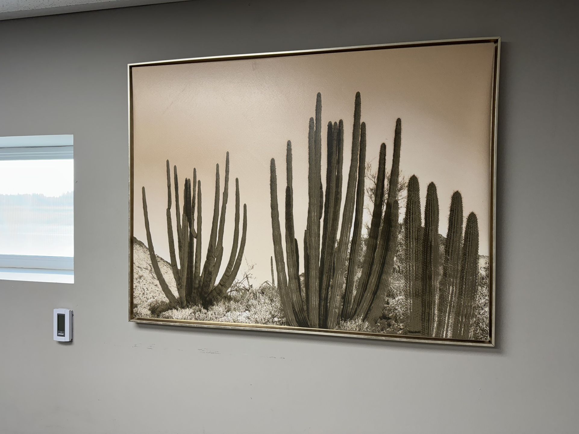 Cactus π΅ Picture 37β X 49β