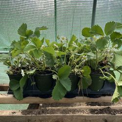 Strawberry Plants