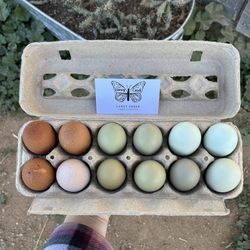 Fertile Hatching Eggs 