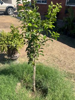 Citrus Tree Plants Elephant Basil Moss Rose