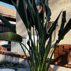 Mature Bird Of Paradise Plants