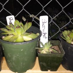 Succulent Plants 