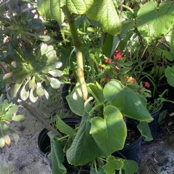 Big Hoja santa Plant 29$