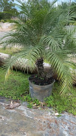 🌴 Rubeline Palm – 25 Gallon | $160