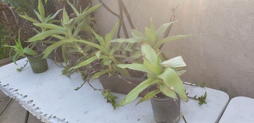 Plant