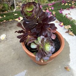 Succulent Plant With Clay Pot