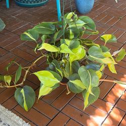 Brasil Philodendron Tropical Hanging Houseplant Plant 6”