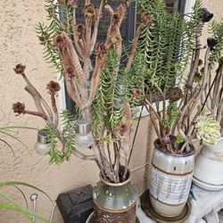 Succulant plant in a ceramiic pot 