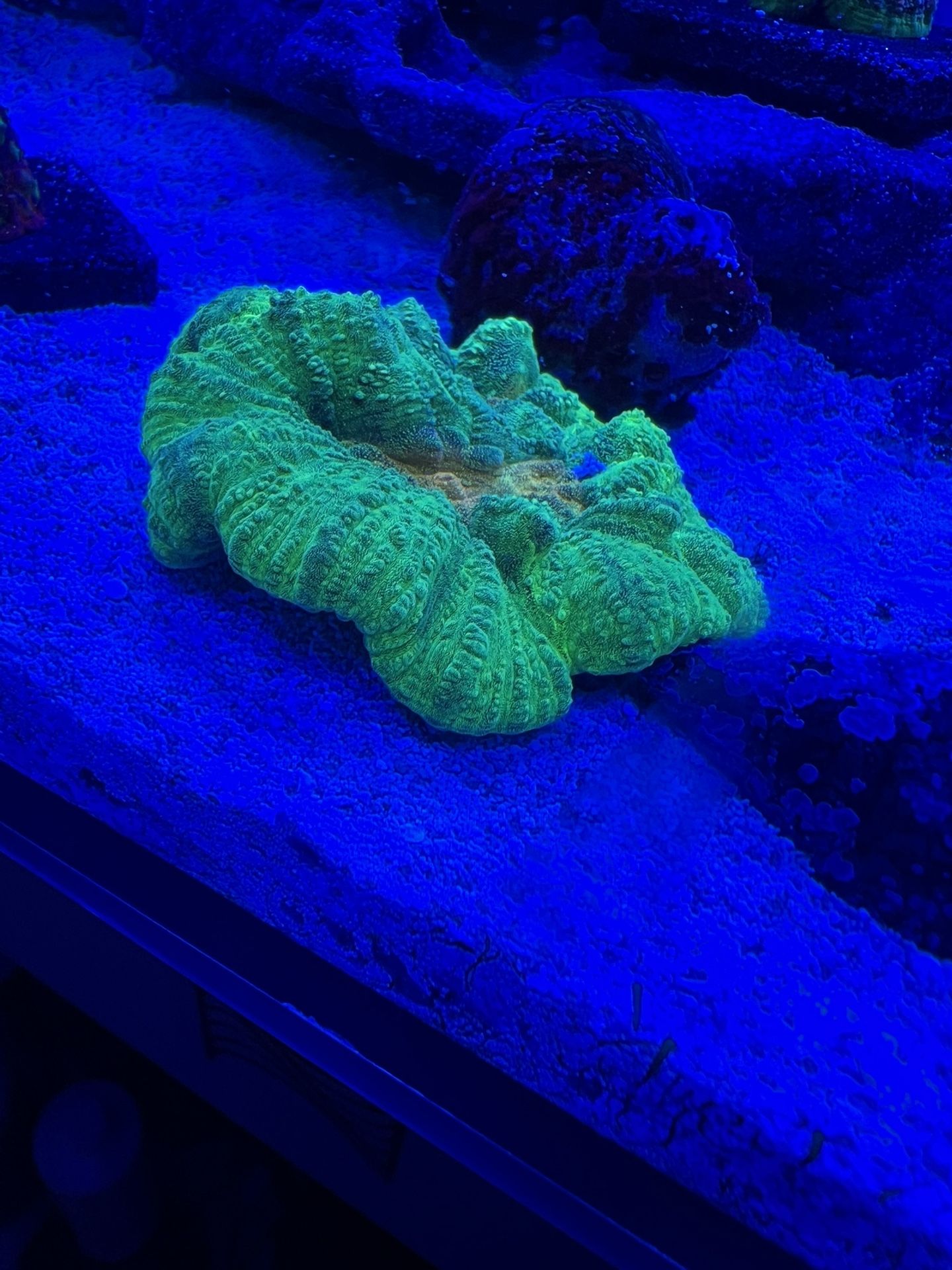 Fake Coral Frag