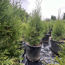 Emerald Green Arborvitae Planting Season Is Here 
