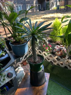 Pachypodium Igmerel