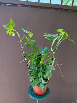 6” raphidophora tetrasperma