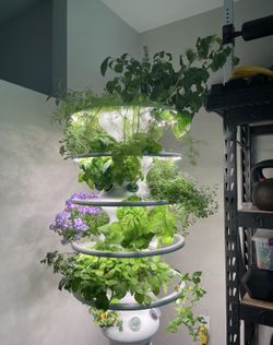 Lettuce Grow Hydroponic Tower Garden indoor grow