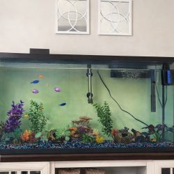 Large Aquarium with Fish, Filter & Decorations