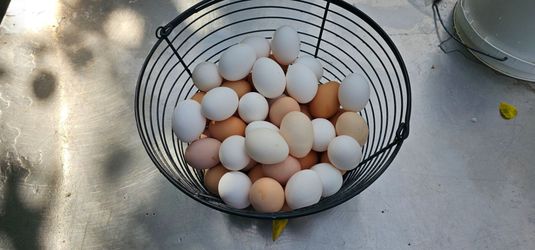 Fresh Eggs