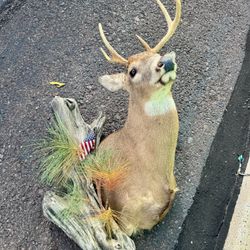 Mounted Deer Taxidermy with Driftwood