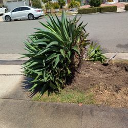 Agave Plant 