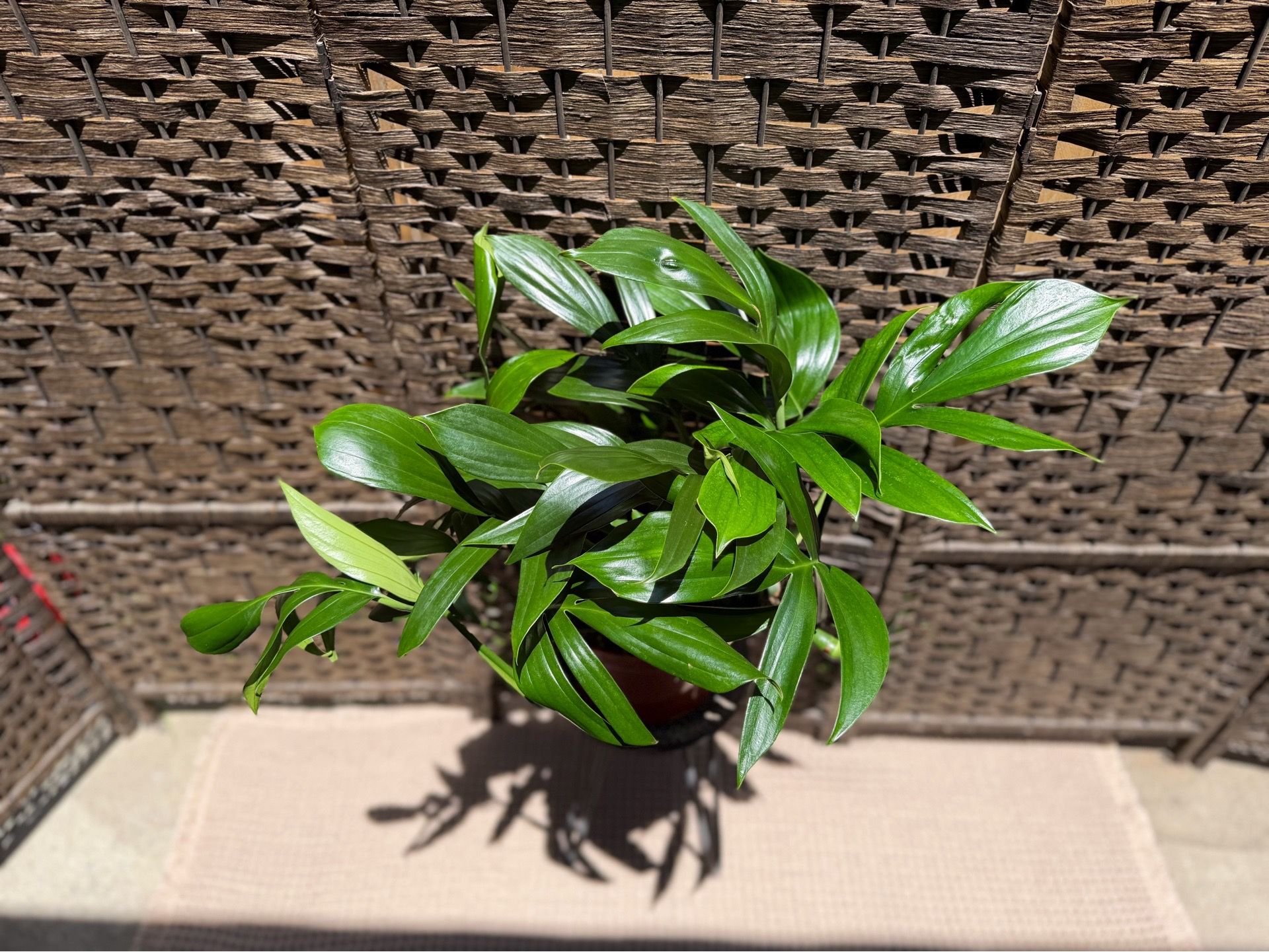 Rhaphidophora decursiva (Dragon Tail Plant) 🪴