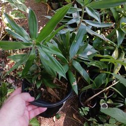 Draceana Reflexa Houseplant 