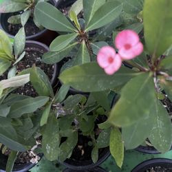 Crown Thorns Plants 🪴 