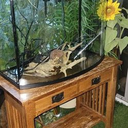 30 Gallon Fish Tank Freshwater With Table