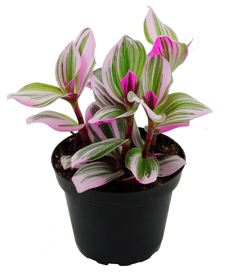 Wandering Jew Plant