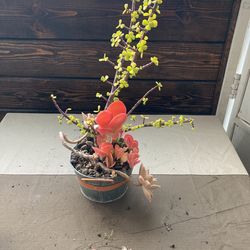Elephant Bush/ghost /calanchoe