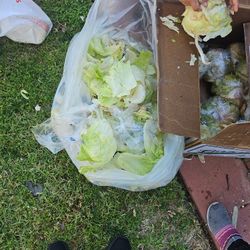 Letuce For Turtle Or Bunny 