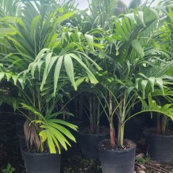 Spectacular Adonidias Plants 6 Feet Tall!!! Fertilized Christmas Palms!!!