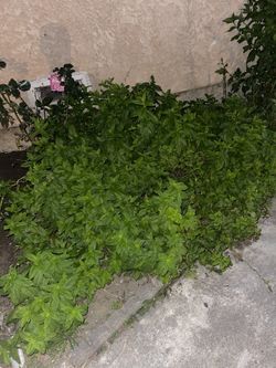 Mint Plant