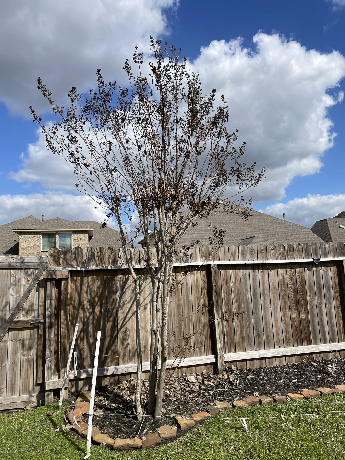 Crepe Myrtle
