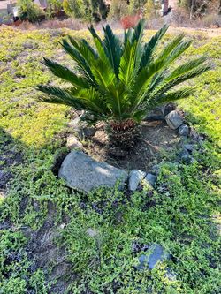 Sego palm
