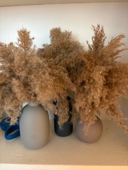 3 vases & plants