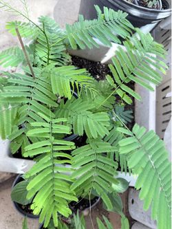 Senegalai Pennata (ChaOm)plant