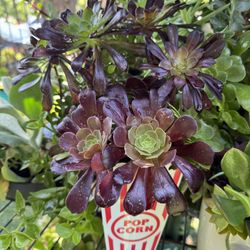 Beautiful Plant 