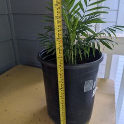 Parlor Palm (Chamaedore/Neanthe Bella) - Low Maintenance Indoor Plant
