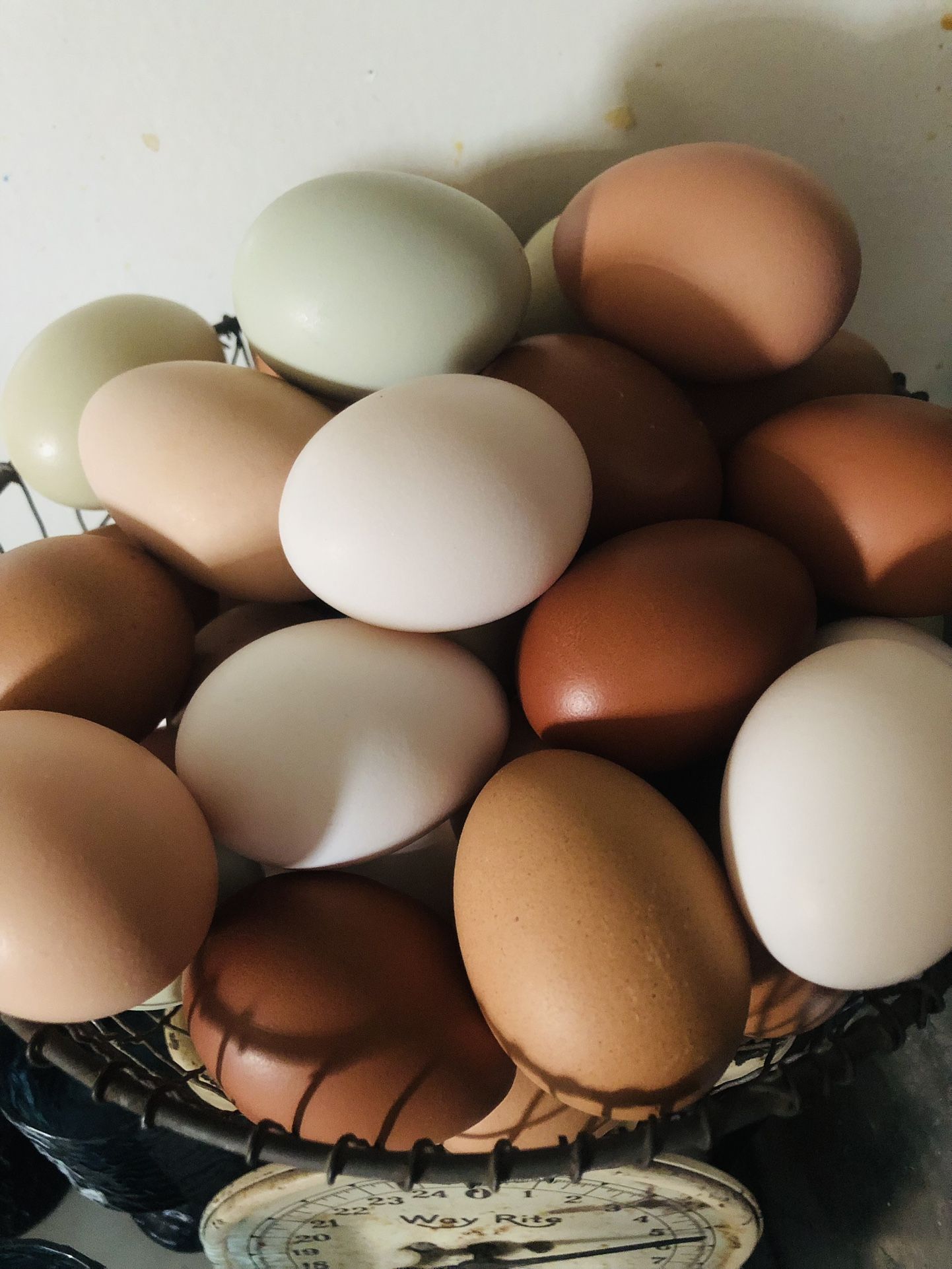 Fresh Eggs
