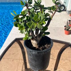 1 Gal. Elephant Bush Succulent