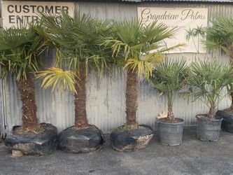 Cold-Hardy Windmill Palm trees. Coastal Landscaping. Beach Trees And plants