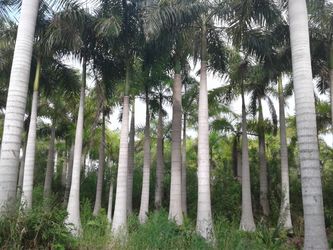Blowout sale Palms