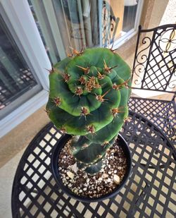 🌵💎🌵🌿Spiral Cactus 🌵 💎🌱🌵