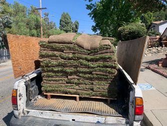 Sod  and sprinklers