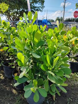 Clusia privacy hedges starting from $4.50
