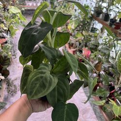 4” Syngonium Ice Frost 