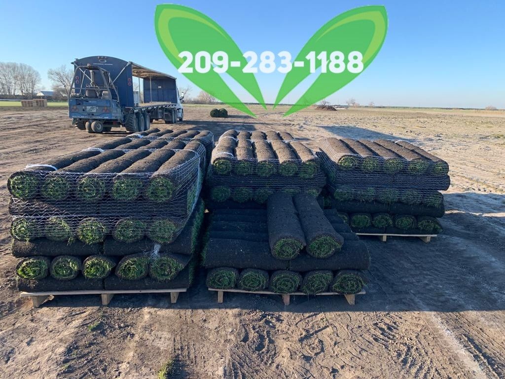 Best QUALITY Sod